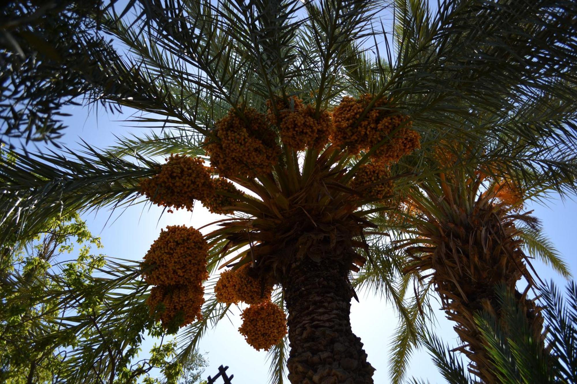 Bed and Breakfast Dar Lorkam Skoura Esterno foto
